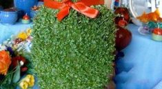 نحوه تهیه سبزه شاهی با پنبه روی کوزه و بشقاب برای عید نوروز 11 طرز تهیه سبزه شاهی
