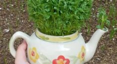 طرز تهیه سبزه عدس