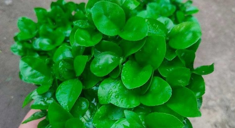 طرز تهیه سبزه نارنج