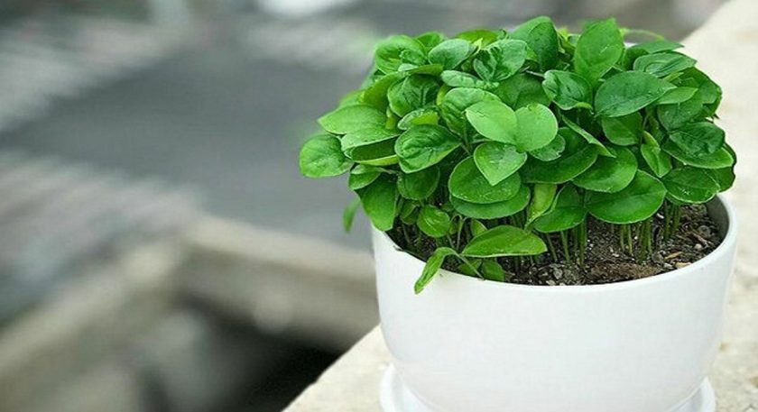 نحوه تهیه سبزه نارنج شیک و قشنگ برای عید با دانه نارنج 4 طرز تهیه سبزه نارنج