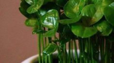 نحوه تهیه سبزه هسته پرتقال برای عید مرحله به مرحله 2 طرز تهیه سبزه پرتقال