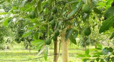 ضایعات درخت آووکادو در ساخت بسته‌بندی مواد غذایی به کار می‌رود