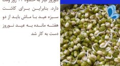نحوه تهیه سبزه ماش برای سفره هفت سین در تنگ و گلدان_نارنجی پوش 3 طرز تهیه سبزه ماش