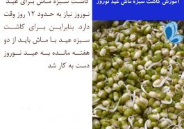 طرز تهیه سبزه ماش