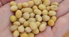 لوبیای سویا ماده اصلی تمپه