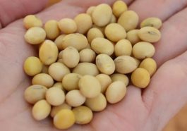 لوبیای سویا ماده اصلی تمپه
